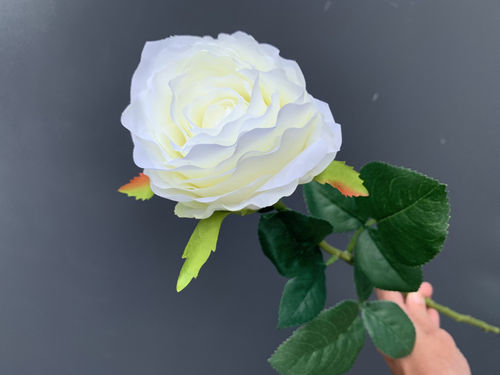 Ruusu valkoinen 70 cm
