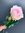 Ruusu vaaleanpunainen 70 cm